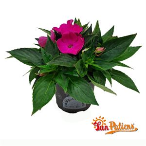 Bild von Impatiens Sun Patiens P13 Rose Pink